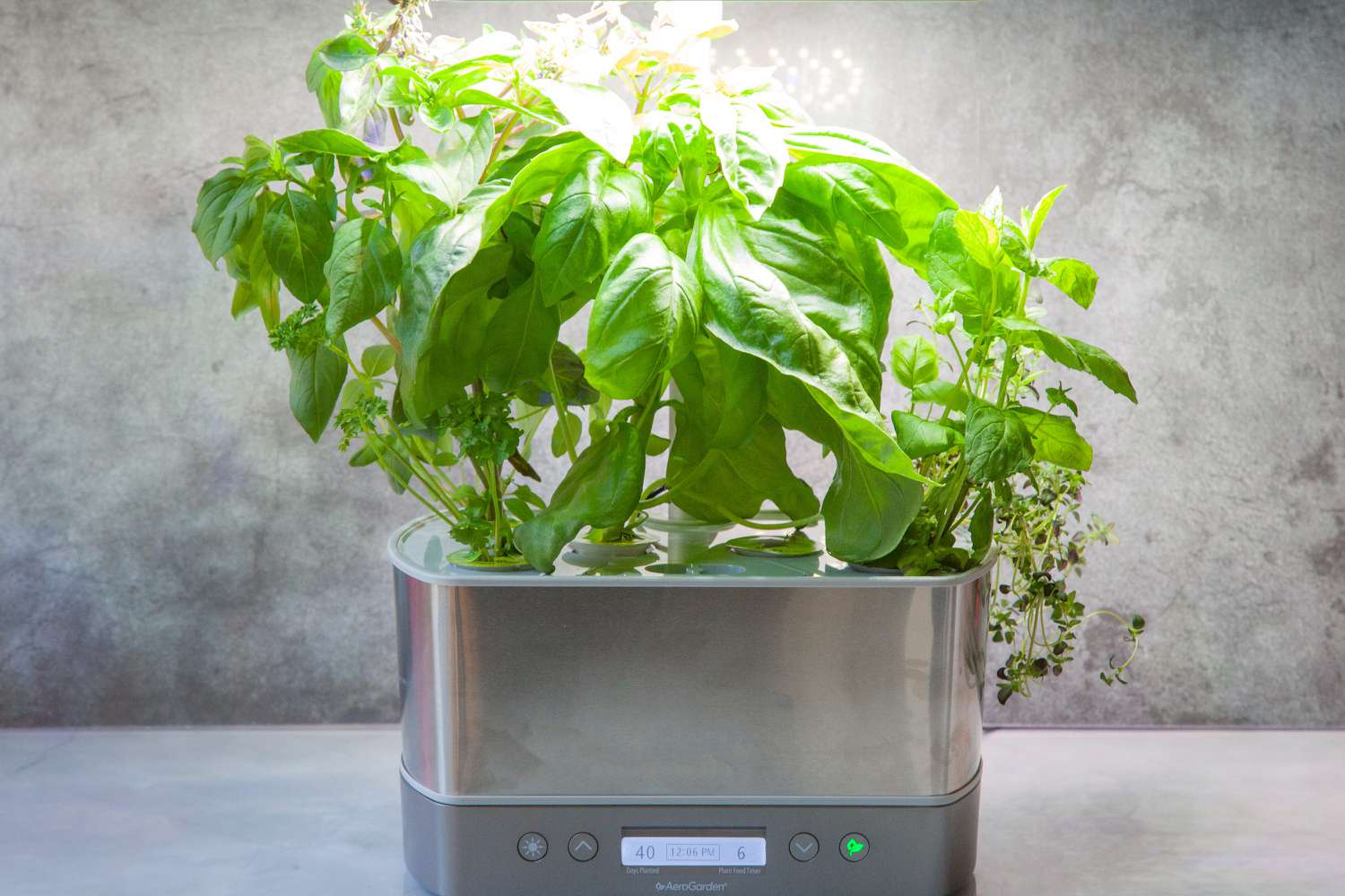 Aerogarden Mint Not Growing- Here Is Why