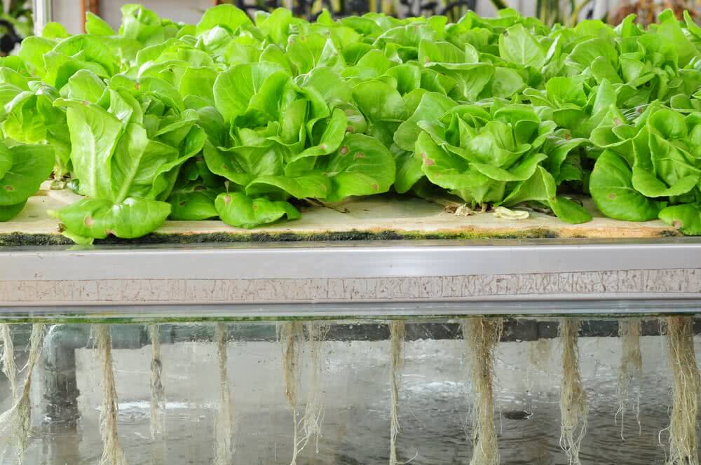 High Pressure vs Low-Pressure Aeroponics Compared