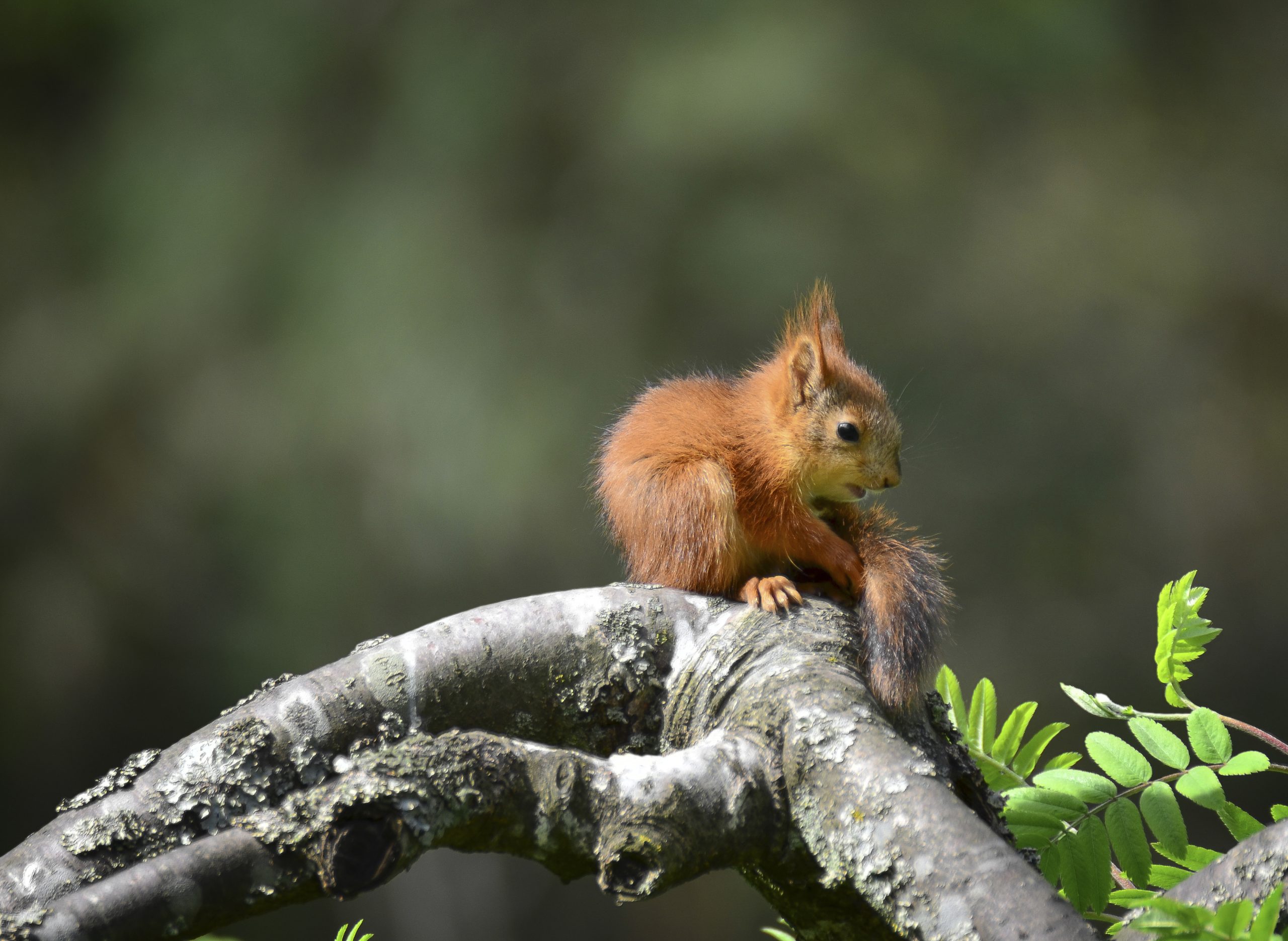 Do Baby Squirrels Drink Water?