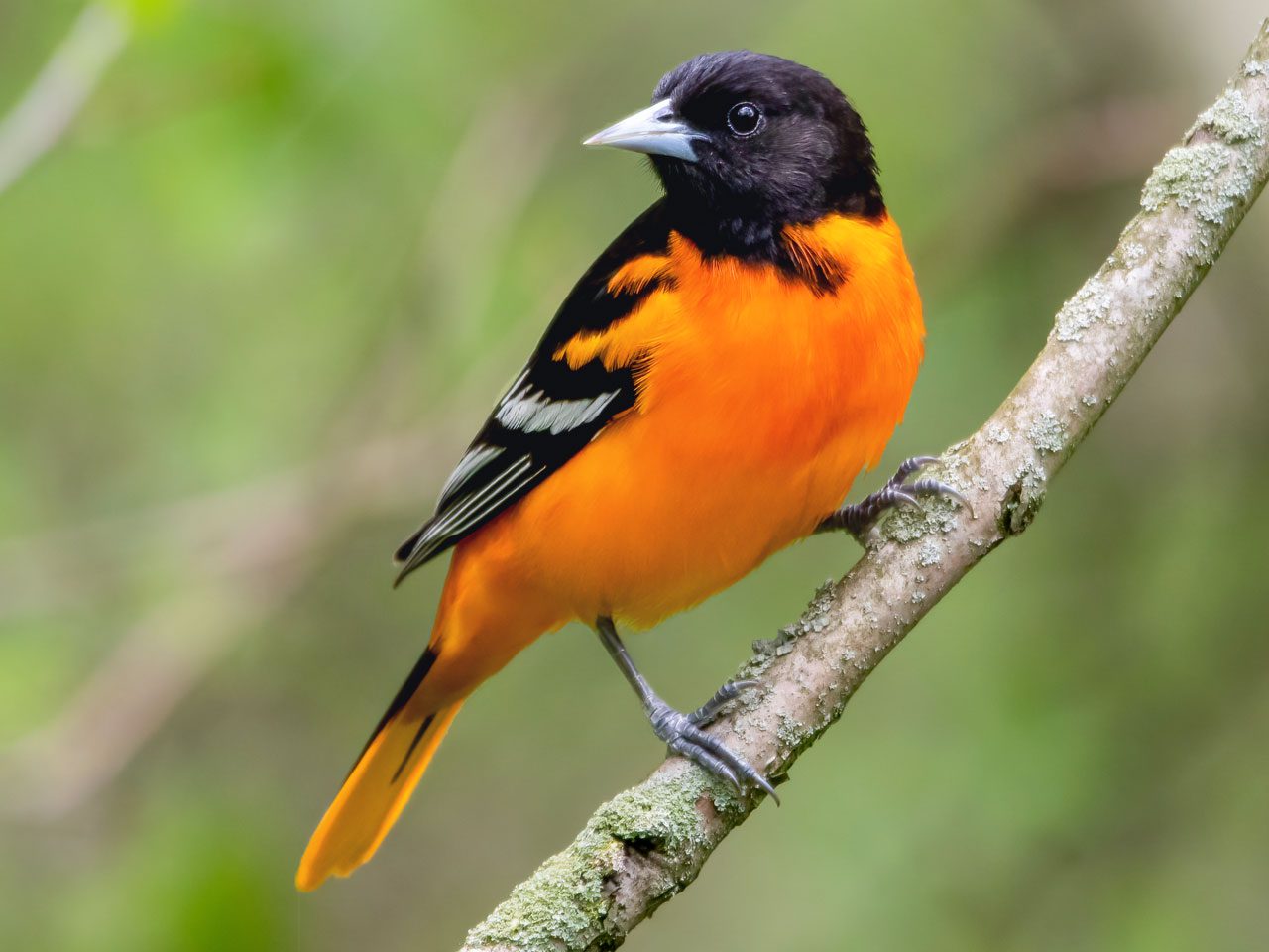 Will Birds Starve If I Stop Feeding Them?