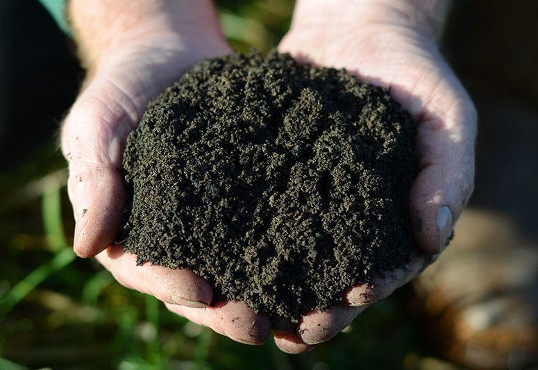 Can I Use Compost for Overseeding?