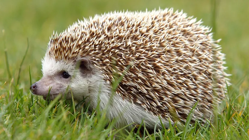 Are Hedgehogs Messy?