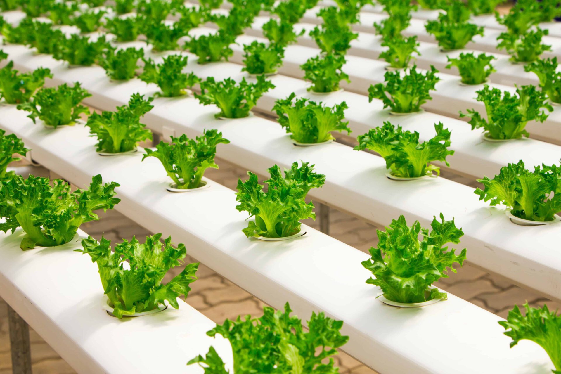 How to Keep pH Stable in Hydroponics