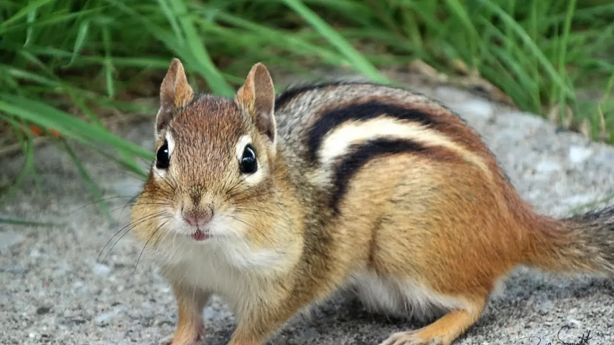 Is It Safe to Feed a Chipmunk By Hand?