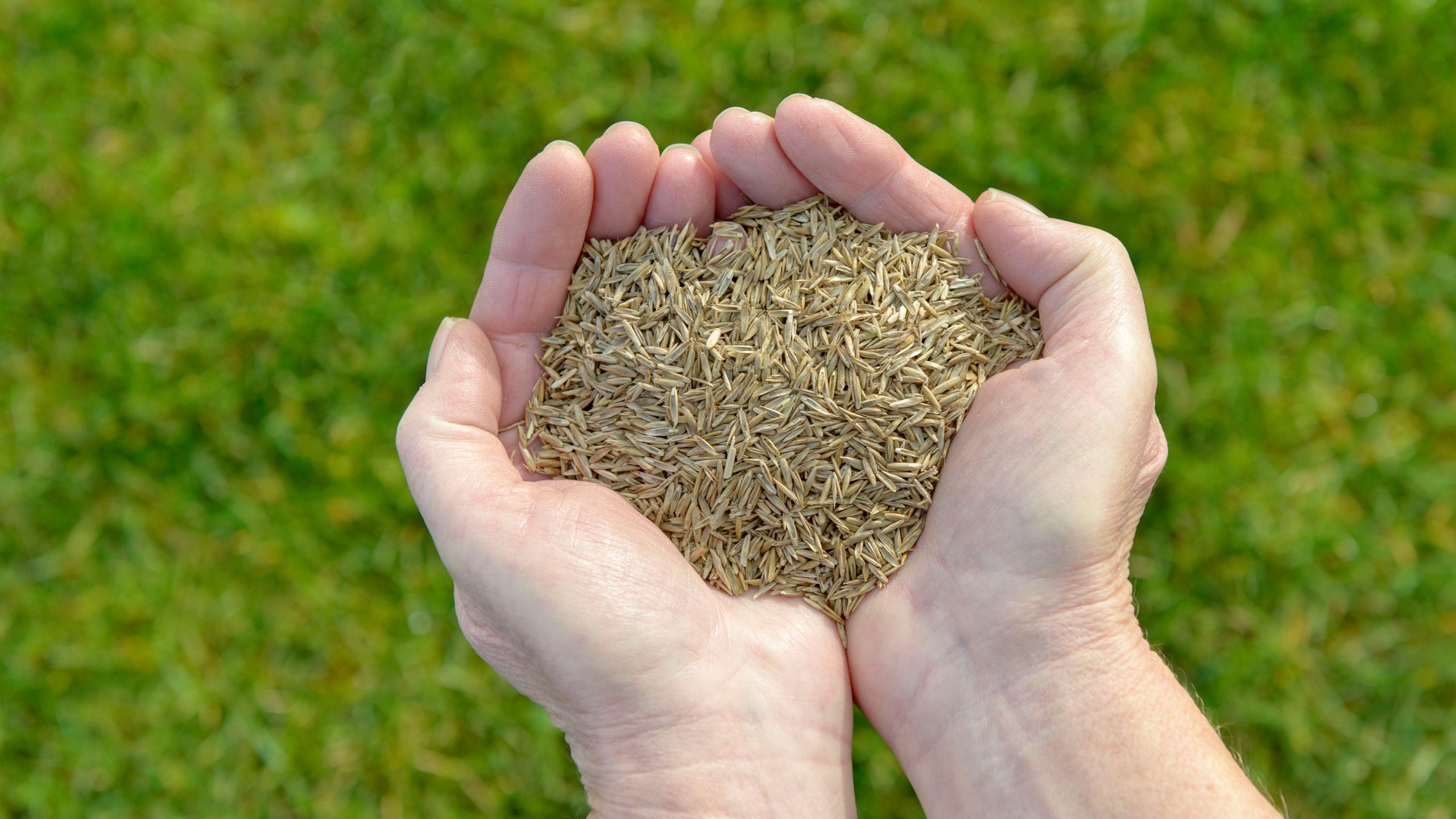 Do Grass Seeds Need to Be Buried?