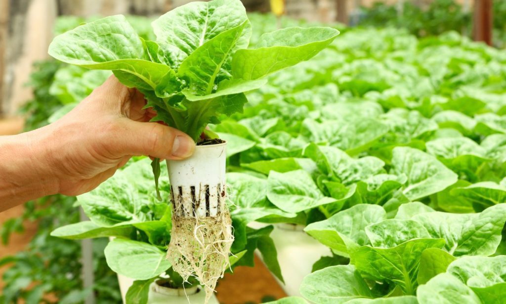 Growing Hydroponic Vegetables for Profits (The Complete Guide)