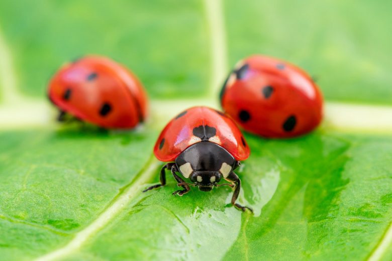 What Do Ladybirds Eat? (This Will Surprise You)