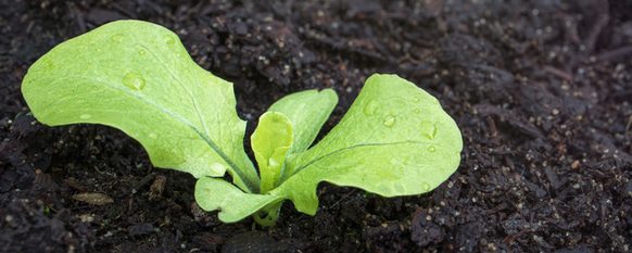 Why Is My Romaine Lettuce Growing Tall?