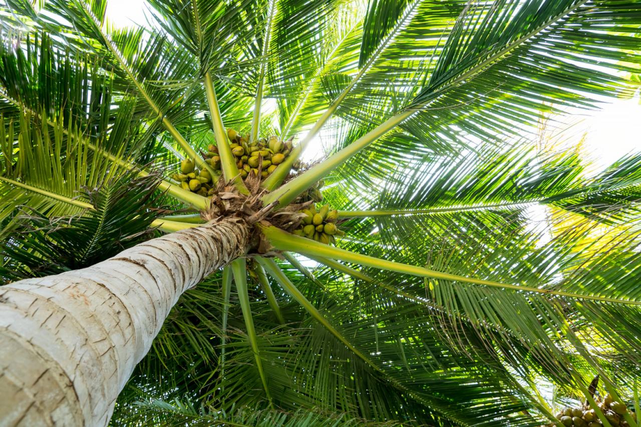 What Temperature Will Kill a Palm Tree