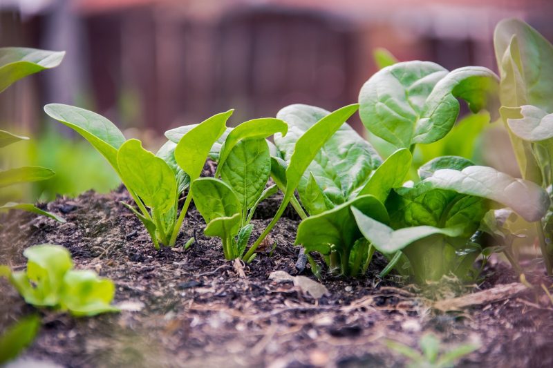 How to Successfully Grow Spinach Indoors