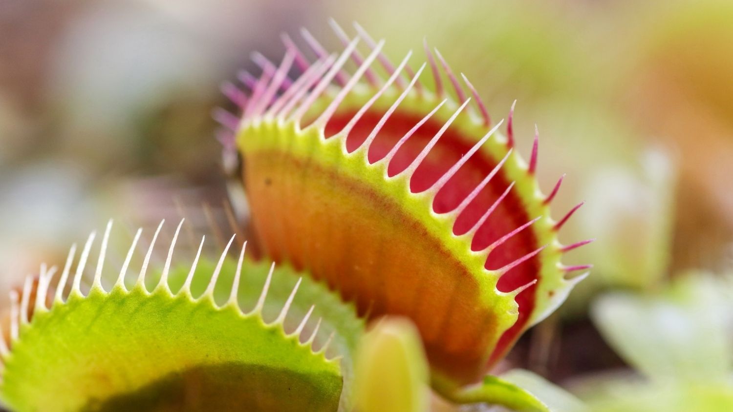 How Much Water Does A Venus Flytrap Need?