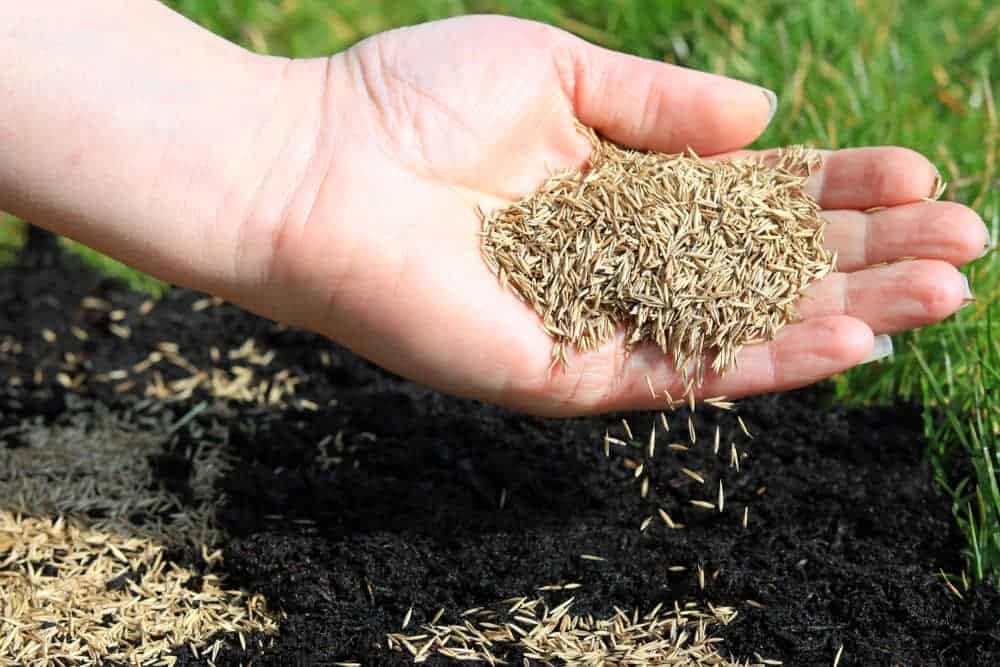 Do Grass Seeds Die in the Cold?