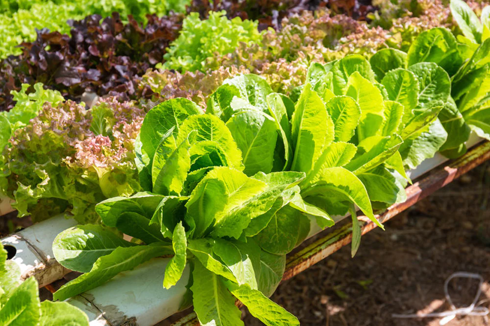 What Vegetables Can Be Grown Hydroponically?