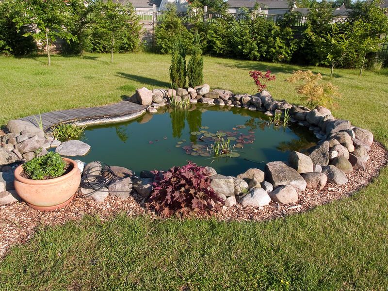 Do Backyard Ponds Attract Rats?