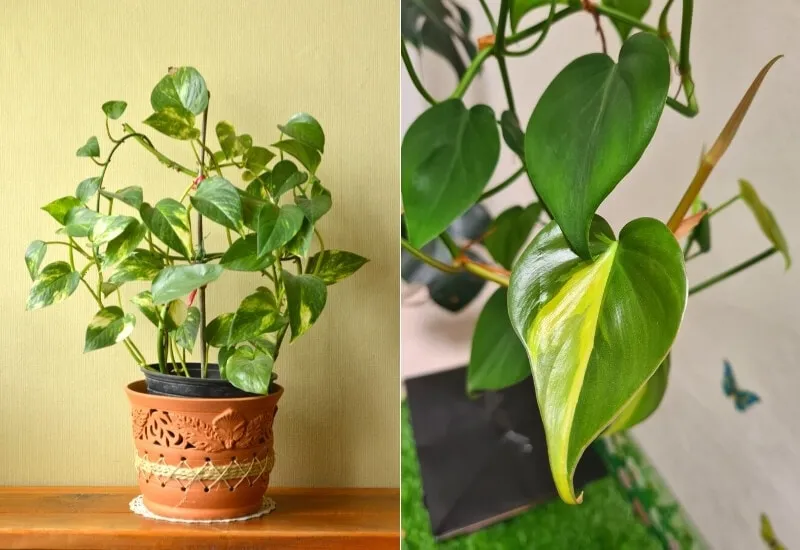 How to Tell the Difference Between Pothos vs Philodendron