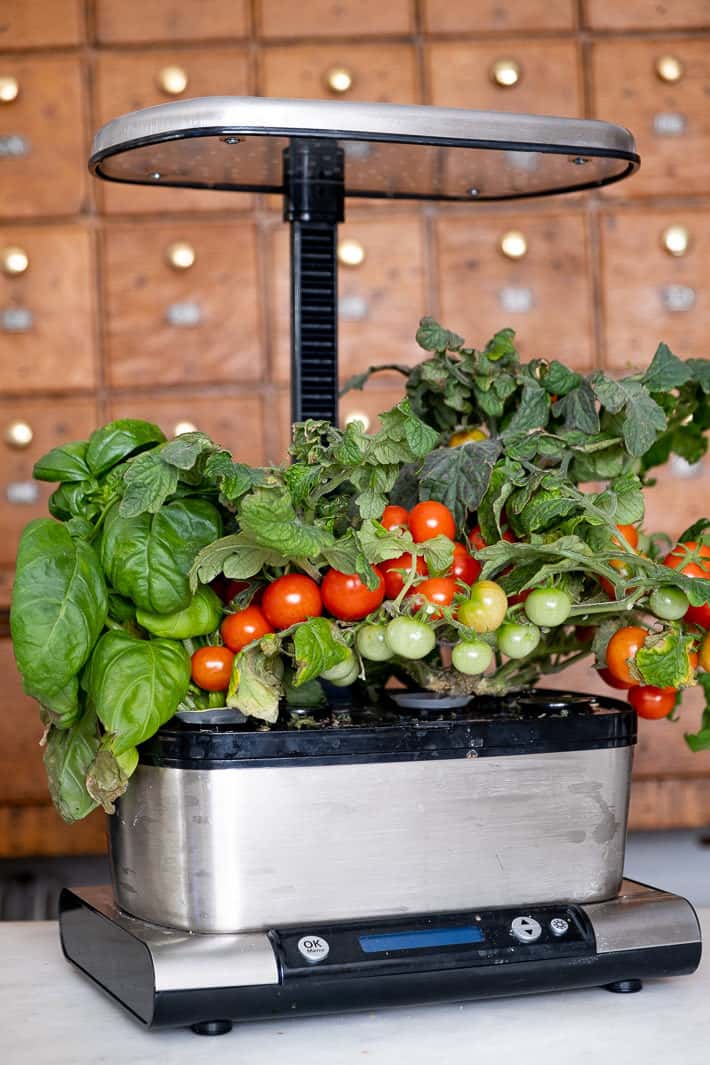 Aerogarden Tomato Tips You Should Know