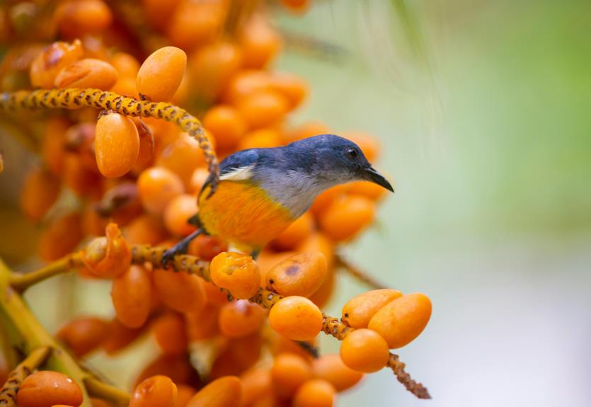 bird protection for fruit