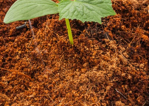 6 Coco Peat Disadvantages You Should Know About