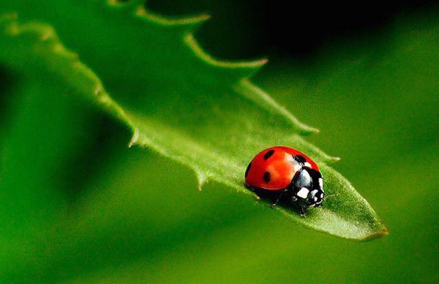 Do Ladybugs Eat Ants?