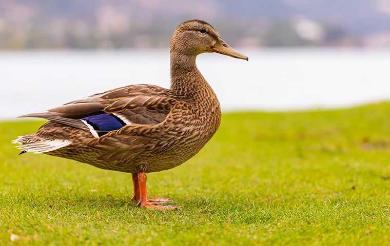 Do Ducks Eat Duckweed?