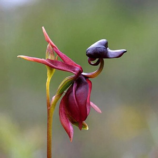 Can You Buy A Flying Duck Orchid?