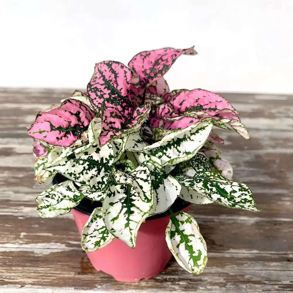 The Polka Dot Plant – A Complete Guide