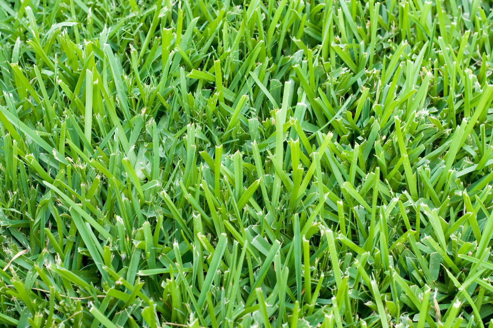 Is Your St Augustine Grass Turning Yellow? (This Maybe Why)