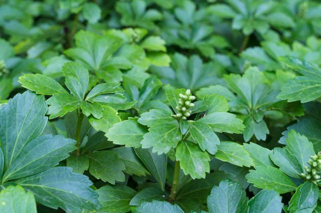 How Much Pachysandra Do You Need?