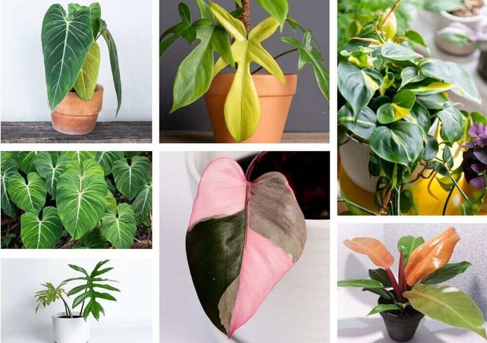 7 Philodendron Types (Beautiful Images)