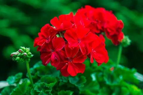 4 Door Plants With Red Flowers