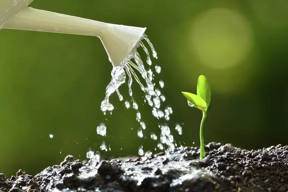 Acidic Water For Plants: The Pros and Cons Explained