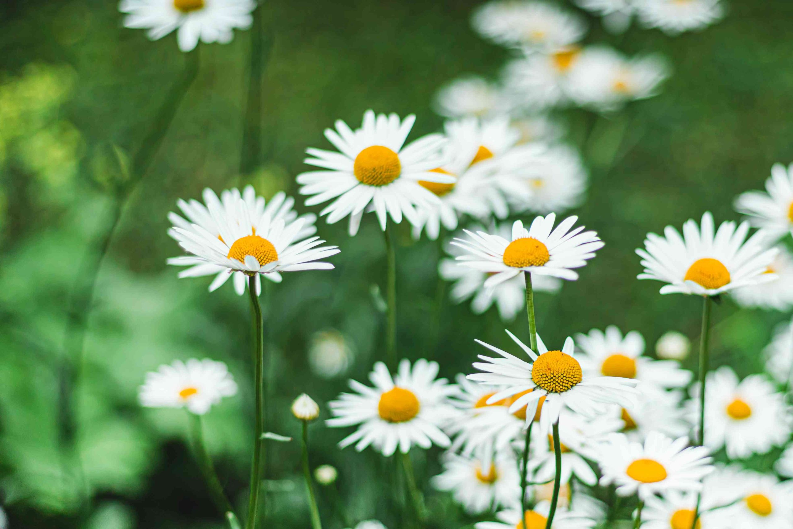 White Perennials That Bloom All Summer