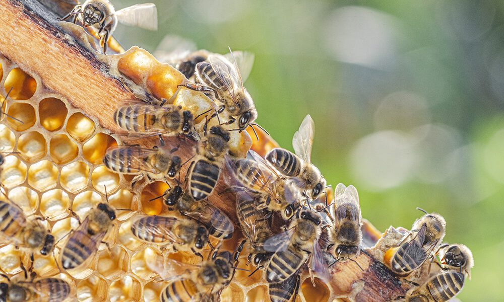 Why Do Bees Sting?
