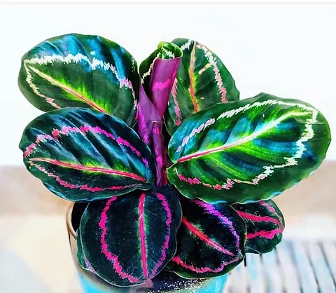 Complete Guide to Growing Calathea Dottie