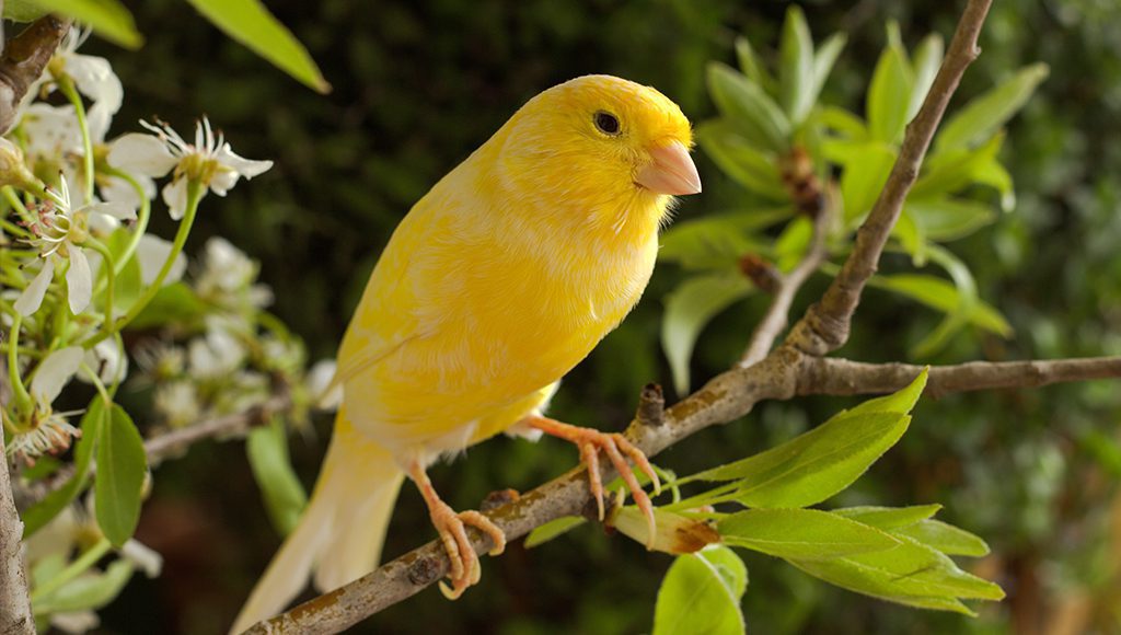 Can Canaries Live Outside?