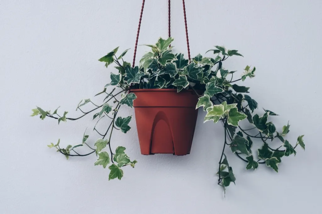 13 Climbing Indoor Plants With Images