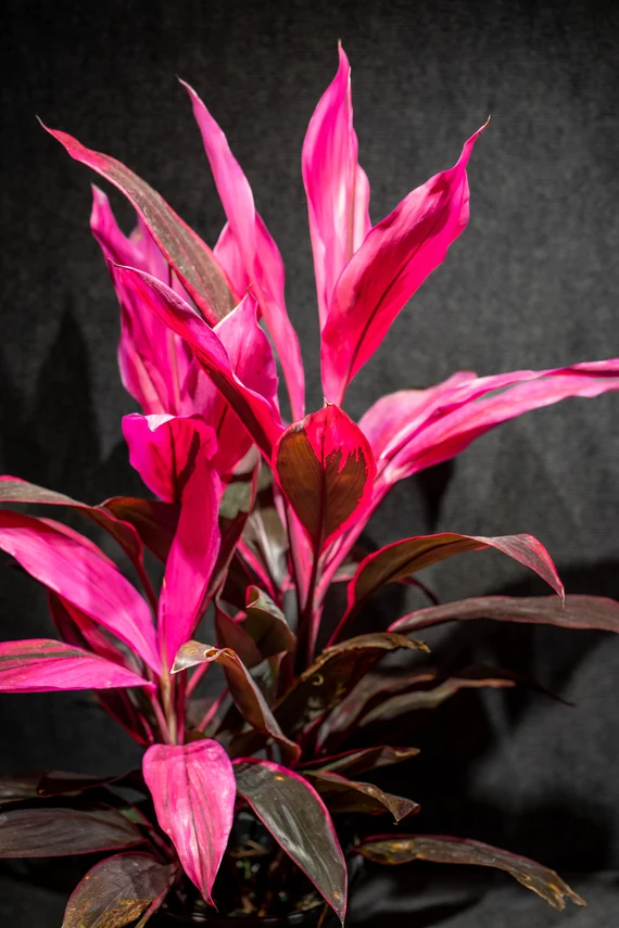 Cordyline Problems: Common Issues and Cures