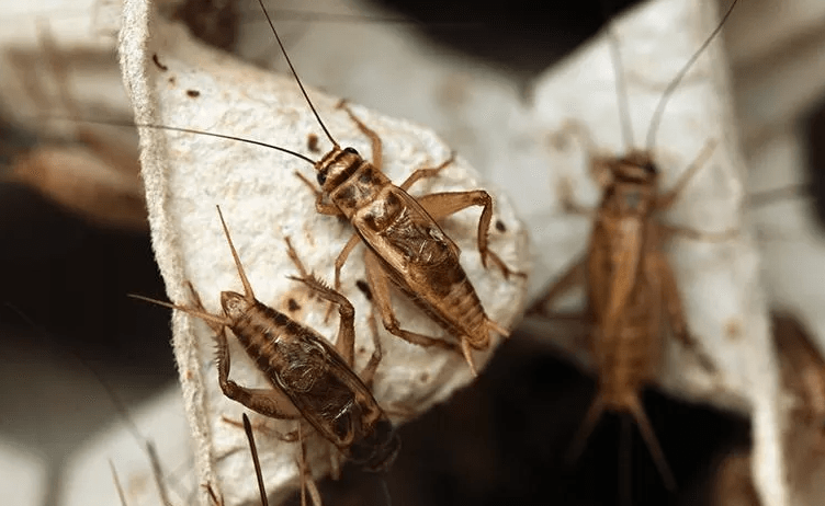 Crickets in Roof - How to Prevent and Remove Them