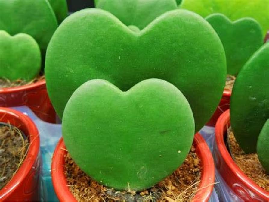 Hoya Kerrii Complete Care Guide