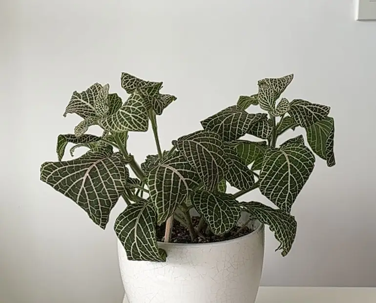 Plant Leaves Curling: The Causes and Easy Solutions