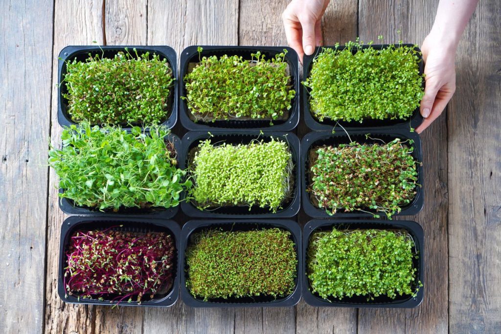 My Favorite Trays for Growing Microgreens at Home