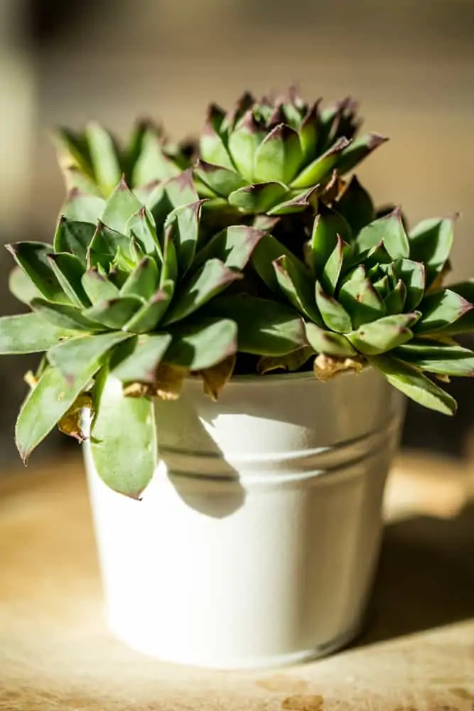 How to Save an Overwatered Succulent?