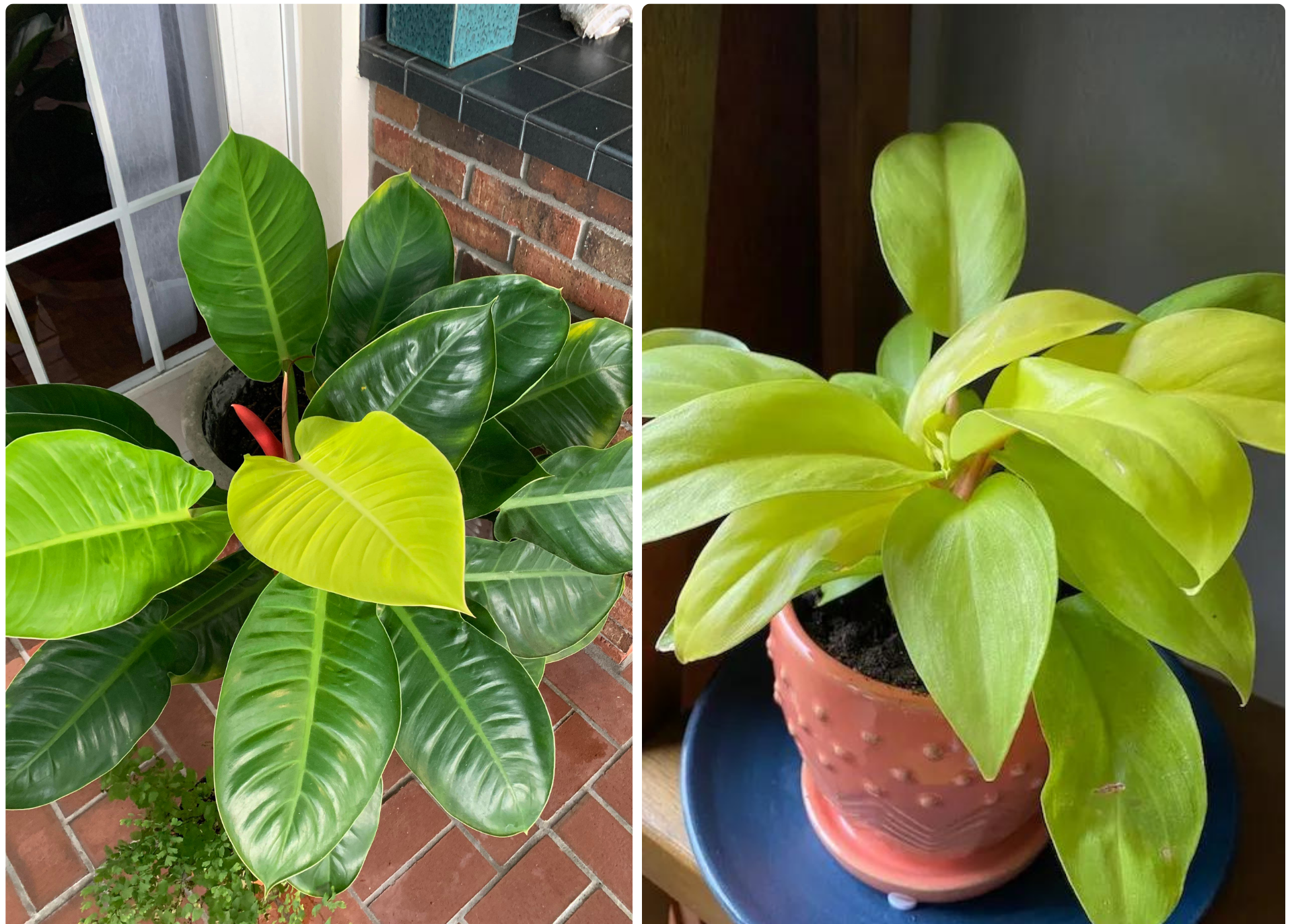 Philodendron Moonlight Vs. Golden Goddess