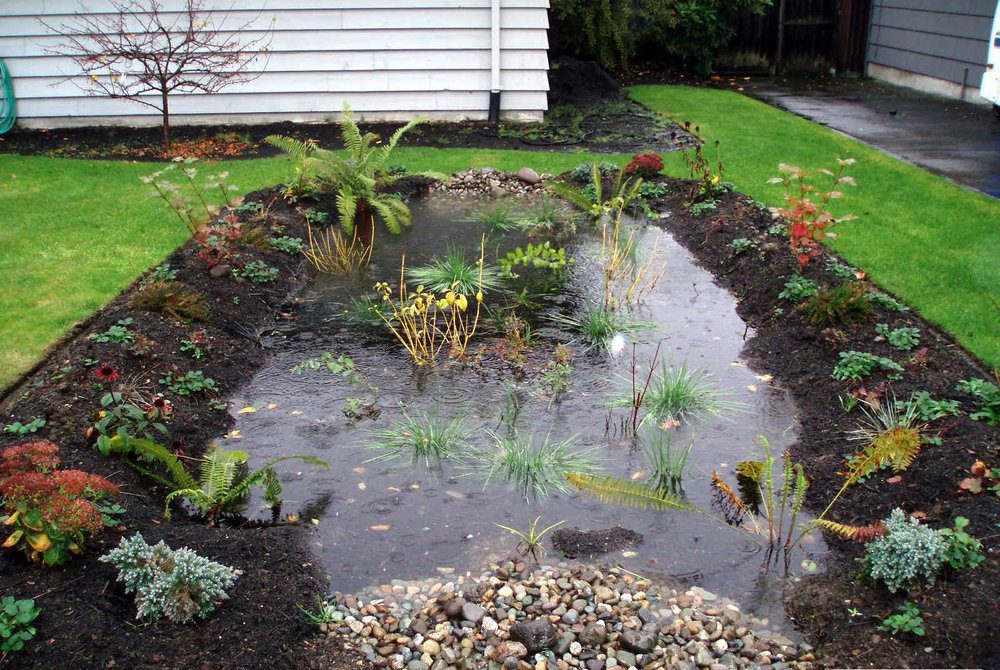 What Is a Rain Garden? (All You Need to Know)