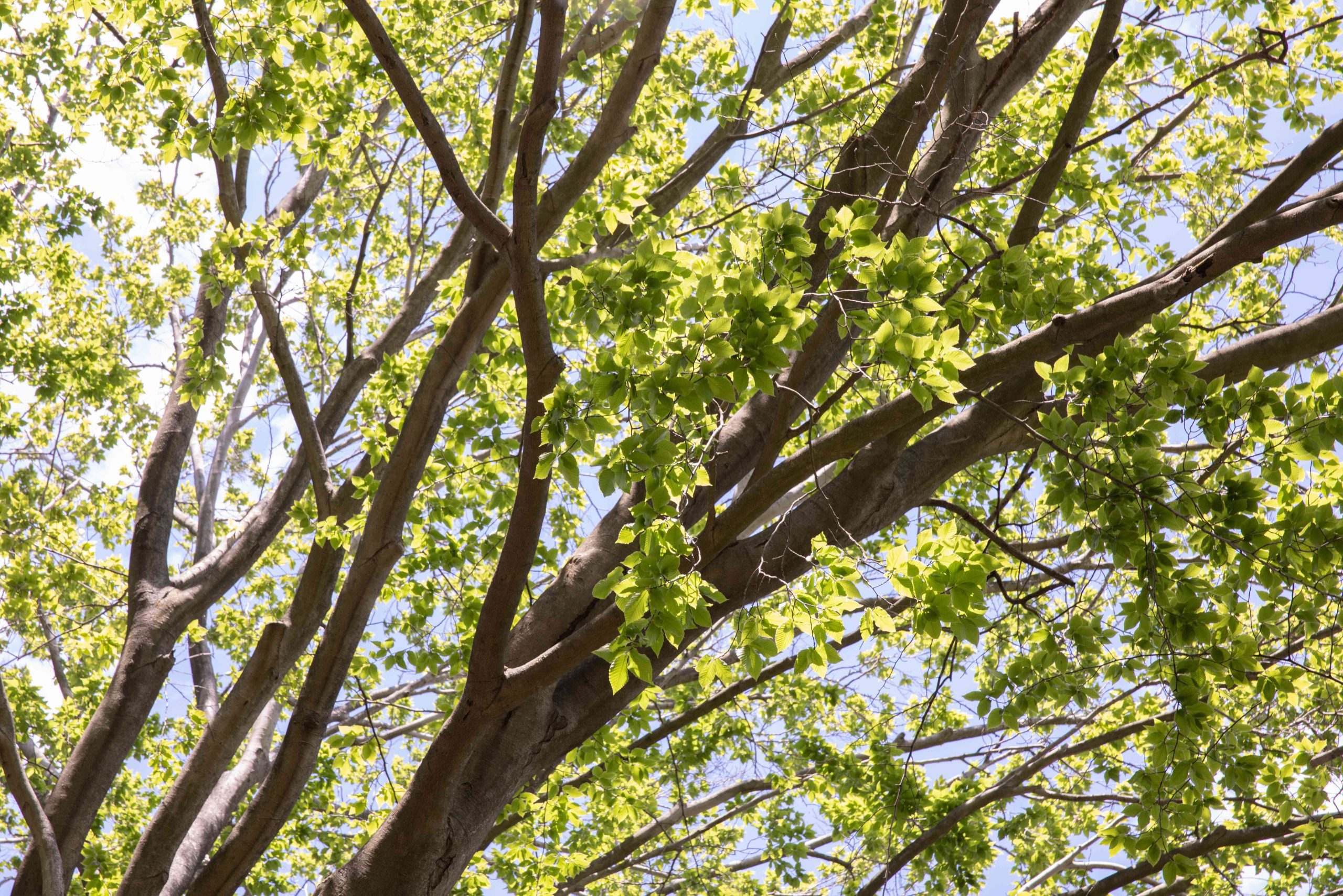 Five Trees With Green Barks
