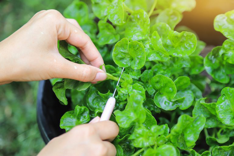 Grower Guide for Watercress Without Soil