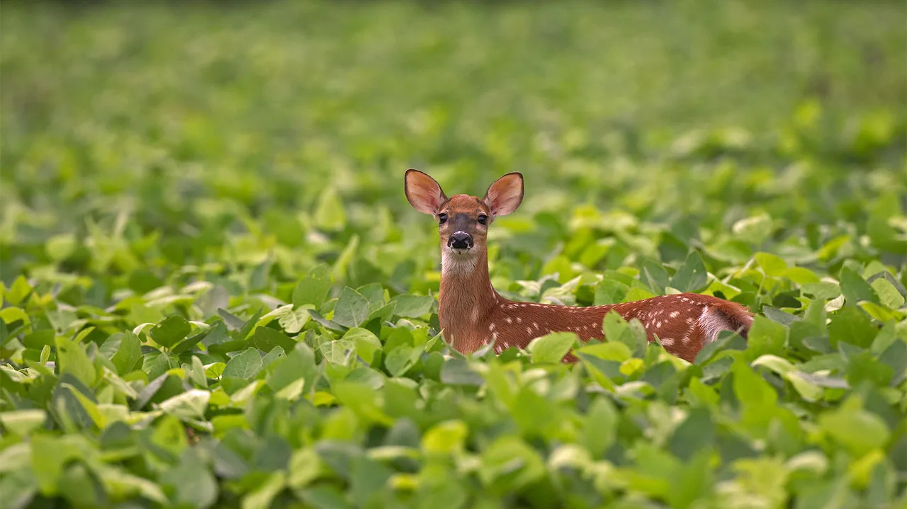 Deer