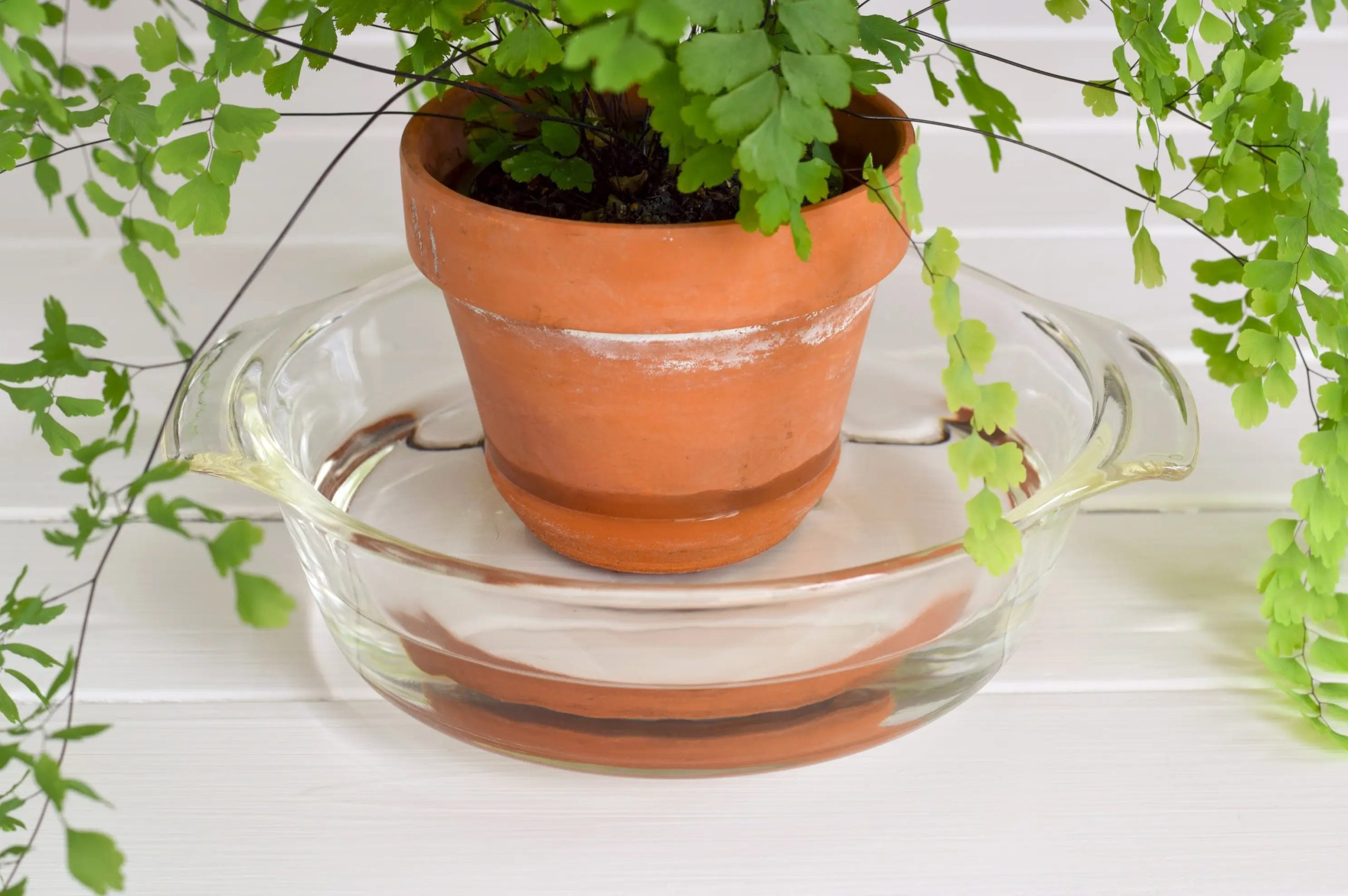 Bottom Watering Houseplants: Myths, Risks & Best Practice