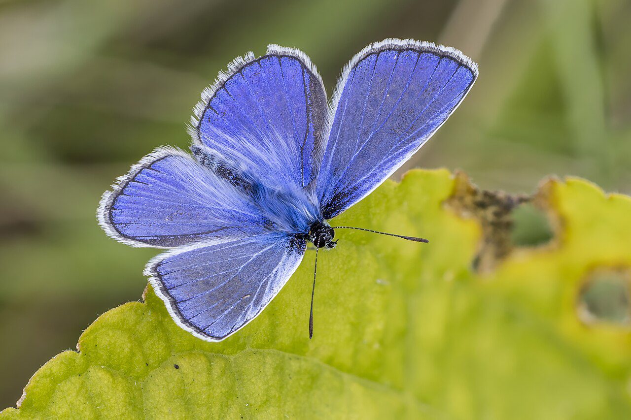 Common blue - Wikipedia