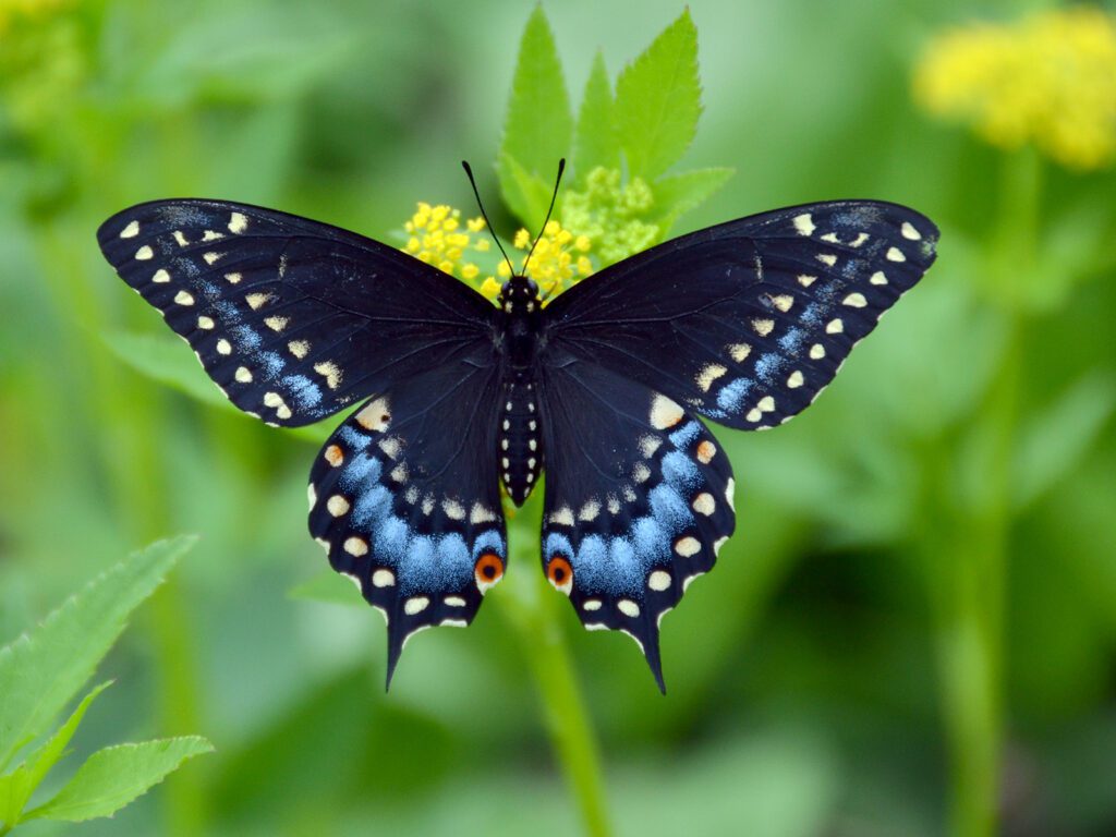 Butterflies